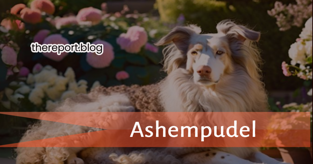 ashempudel